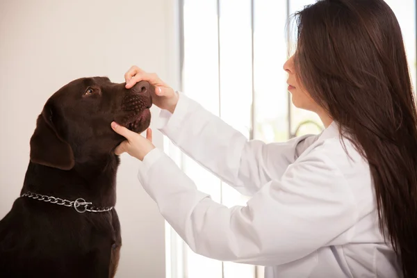 Dierenarts onderzoekt de mond — Stockfoto