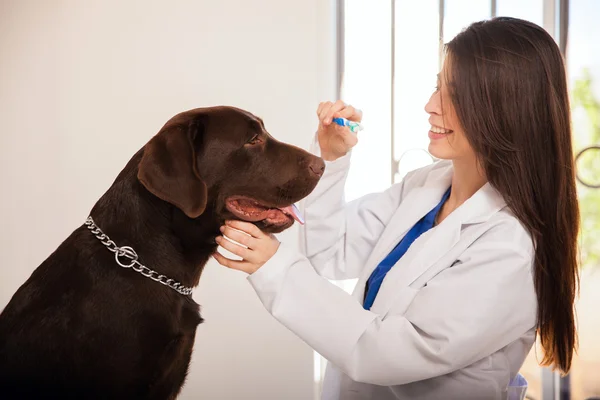 Veterinarian cleans the teeth — Stock Photo, Image