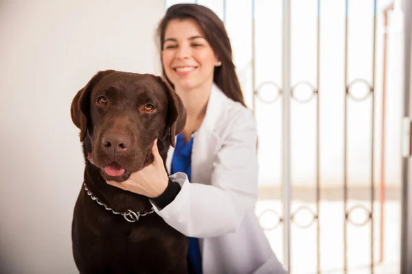Dog visiting a veterinarian — Stock Photo, Image