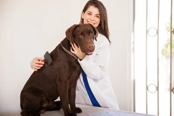 Veterinarian brushing a labrador — Stock Photo, Image