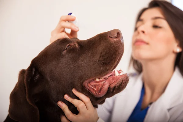 Dog getting some eye drops — Stock Photo, Image