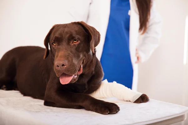 Labrador hostující veterinární lékař — Stock fotografie