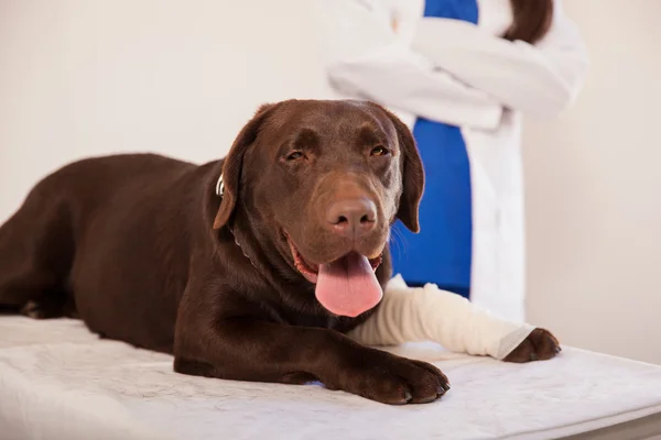 Gelukkige hond zittend op een tafel — Stockfoto