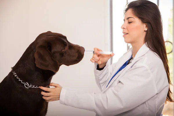 Att ge medicin till en hund — Stockfoto