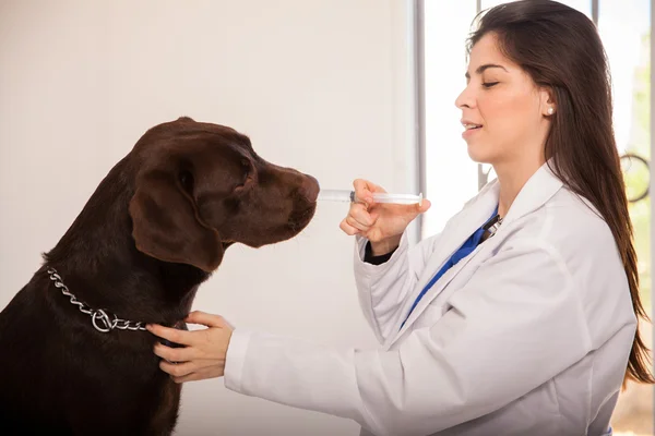 Dar medicina a um cão — Fotografia de Stock