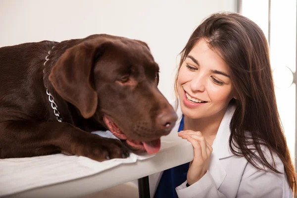 Veterinarian petting  labrador — Stock Photo, Image