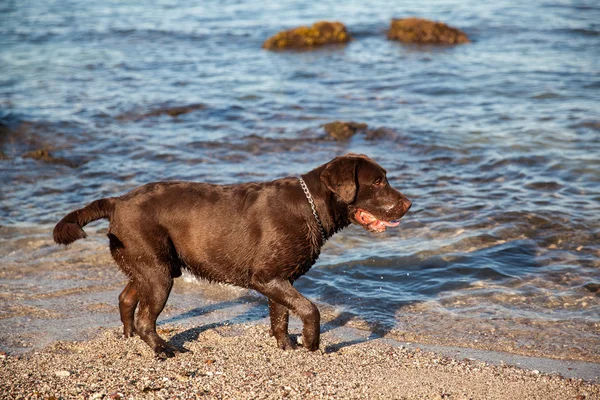 Brown Labrador getting wet — Stock Photo, Image