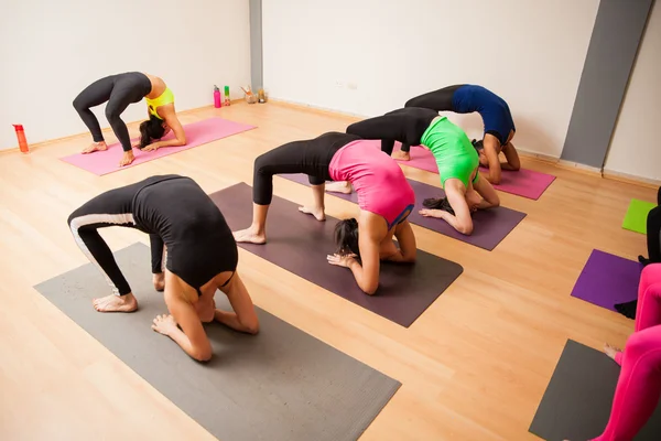 People doing a backbend pose — Stock Photo, Image