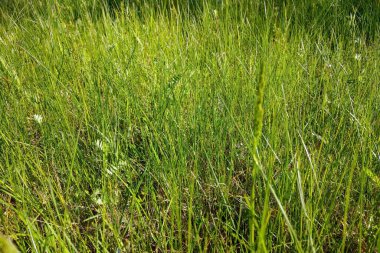 Yeşil çimenlerin güzel ışık arka planı. Doku