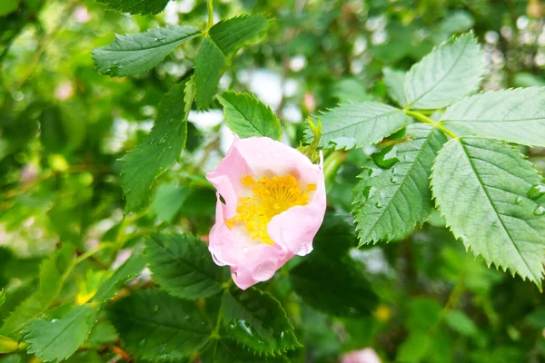 Vista Uma Rosa Jardim Depois Chuva — Fotografia de Stock