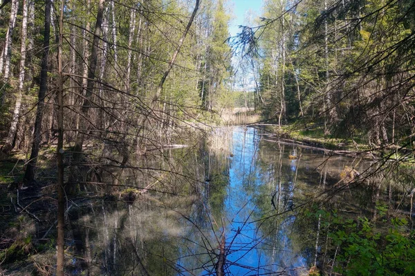 Feuchtgebiet Einem Alten Wald Umgestürzte Bäume Wasser — Stockfoto