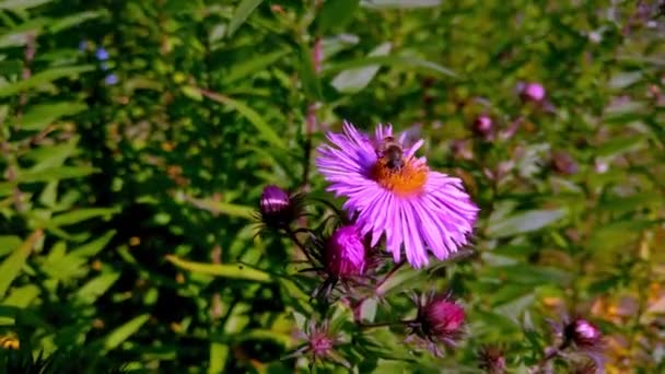 Egy Méh Egy Lila Virágon Parkban Nap Tiszta Szeles Nap — Stock videók