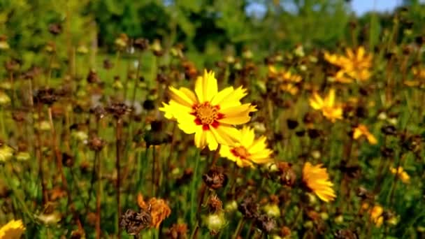 Une Abeille Est Assise Sur Une Fleur Jaune Dans Parc — Video