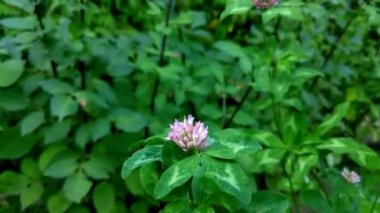 Rüzgarda savrulan bir çiçek ahırına yakın çekim.