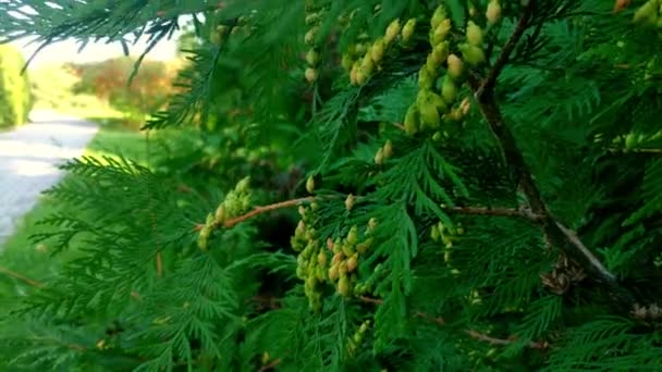 Zöld Thuja Parkban Egy Napsütéses Napon Ősz Kezdete — Stock videók