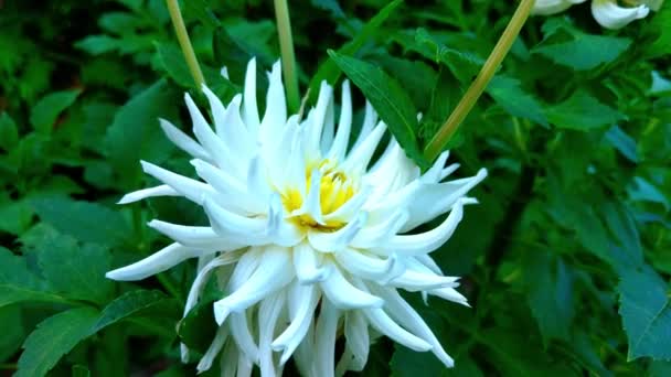 Närbild Stor Dahlia Blomma Parken — Stockvideo