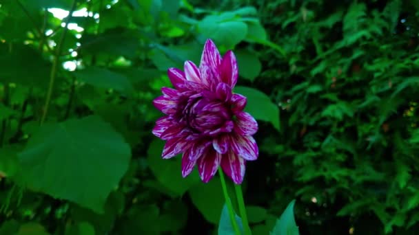Jasne Fioletowe Dahlia Kwiat Zbliżenie Ogrodzie — Wideo stockowe
