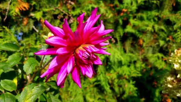 Velký Červený Dahlia Květina Zahradě Slunečného Dne — Stock video