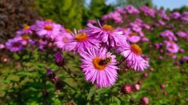 Bahçedeki çiçekte bir arı oturur.