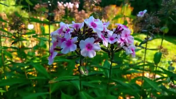 Hermosas Flores Perennes Jardín Cerca — Vídeo de stock