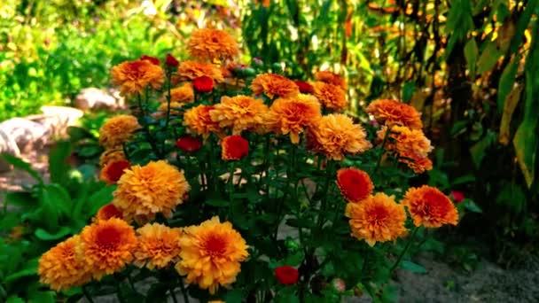 Όμορφα Πορτοκαλί Πολυετή Λουλούδια Στον Κήπο — Αρχείο Βίντεο