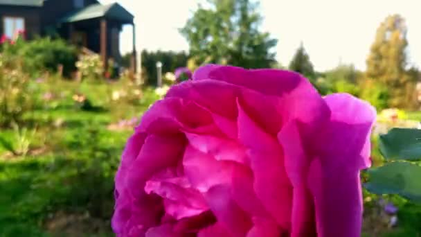 Bocciolo Rosa Rossa Ondeggia Nel Vento Nel Giardino — Video Stock