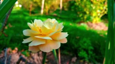 Bahçedeki sarı gülün güzel manzarası..