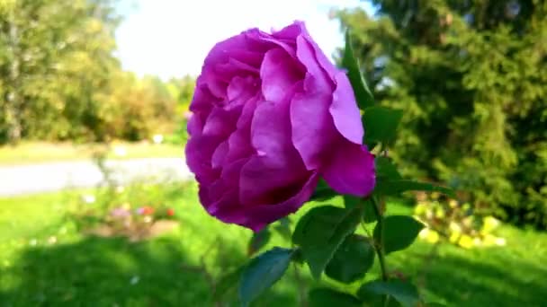 View Large Pink Rosebud Sways Wind Garden — Stock Video