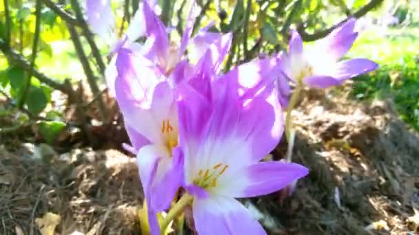 Colchicum Speciosum Outono Crocus Floresce Com Flores Azuis Jardim Flores — Vídeo de Stock