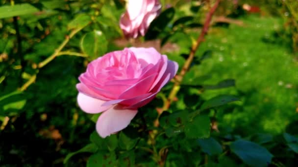 Zbliżenie Różowy Pączek Róży Ogrodzie Słoneczny Dzień — Wideo stockowe