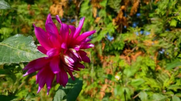 Zbliżenie Czerwonego Kwiatu Dahlii Parku — Wideo stockowe