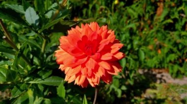 Parkta portakal çiçeği desenli..