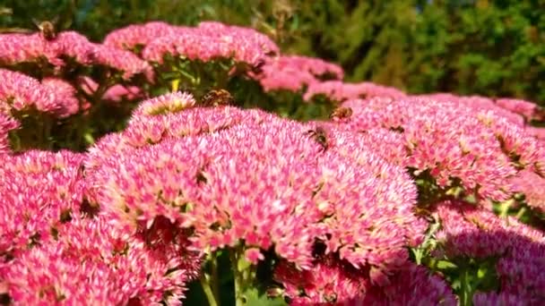 Hay Muchas Abejas Flor Jardín Día Soleado Claro — Vídeo de stock