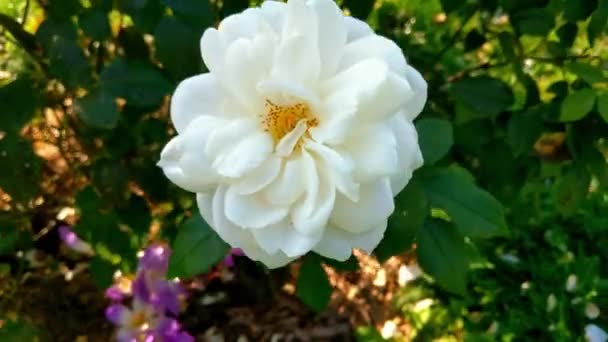 庭の白いバラの花のトップビュー — ストック動画