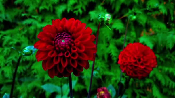 Close Uma Flor Dahlia Jardim Outono — Vídeo de Stock
