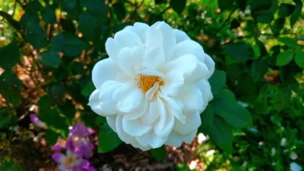 白いバラの花の上からの眺め 公園での晴れた日 — ストック動画