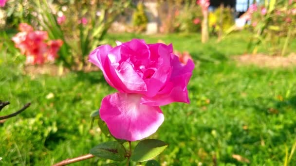 Vacker Rosa Ros Trädgården Svajar Vinden Solig Klar Dag — Stockvideo