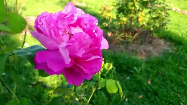 바람이 정원의 산책로에 아름다운 분홍빛 장미가 피었다 — 비디오