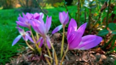 Colchicum Specosum. Sonbahar Crocus çiçek bahçesinde mavi çiçeklerle açar..
