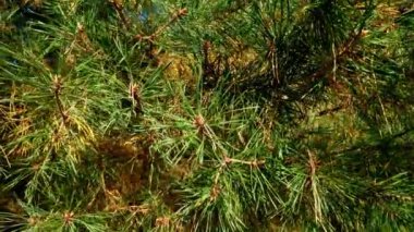 Sonbahar parkındaki Avrupa tarlakuşu manzarası.