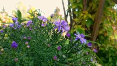 Güneşli bir sonbahar ya da yaz gününde bahçedeki güzel mavi çiçekler..