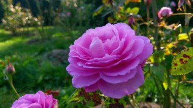 Bahçede güzel bir ışık yükseldi. Güneşli bir sonbahar günü.