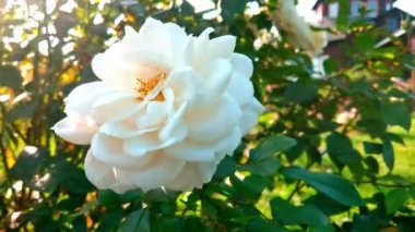 Güneşli bir günde bahçede beyaz bir gül goncasına yakın çekim.