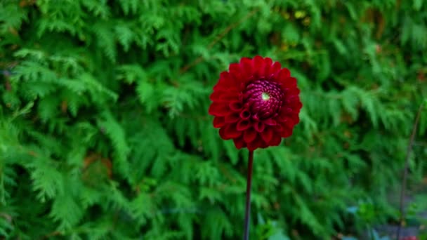 Närbild på en röd dahlia i trädgården. — Stockvideo