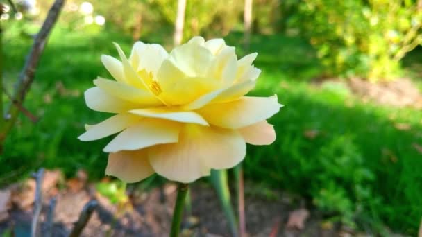 Vue rapprochée d'un bourgeon de rose pâle dans le jardin. — Video