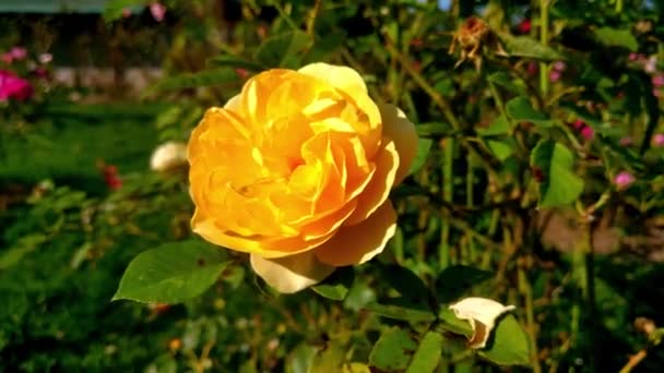 Rosa amarilla en el jardín de cerca. — Vídeos de Stock