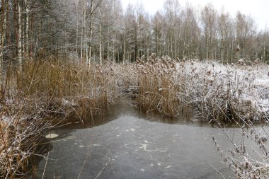 Buzlu göl manzarası ve kışın başında karlı çalılar..