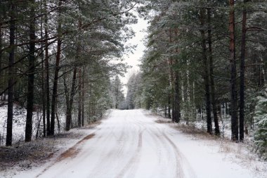 Ormandaki kış yolu, ilk kar yağışıyla kaplı.