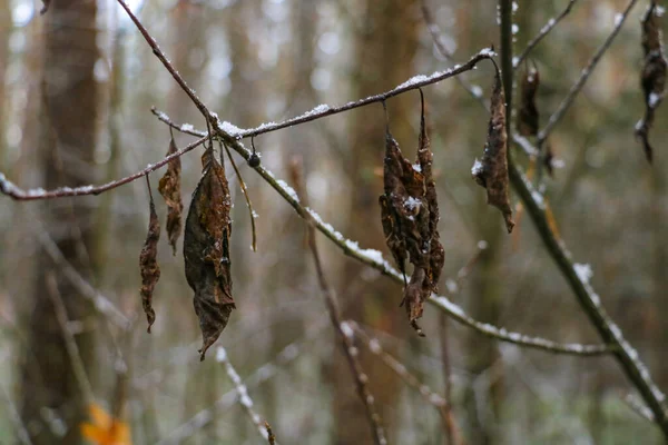 Las hojas secadas sobre el árbol a finales del otoño. Invierno temprano. —  Fotos de Stock