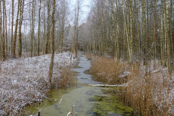 Маленькая Река Лесу Поздней Осенью Земля Покрыта Снегом — стоковое фото